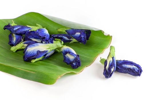 Butterfly pea tea Anchan Dried flowers to make tea on white background