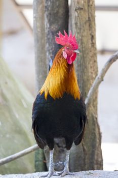 Image of a cock on nature background. Farm Animals.