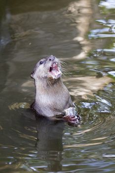 Image of an otters feeding on the water. Wild Animals.