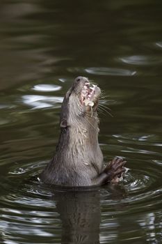 Image of an otters feeding on the water. Wild Animals.