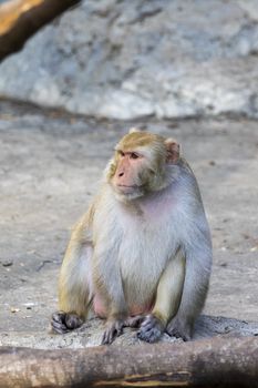 Image of monkey sitting on nature background.