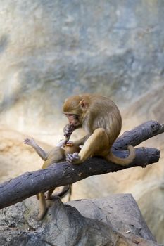 Image of mother monkey and baby monkey sitting on a tree branch.