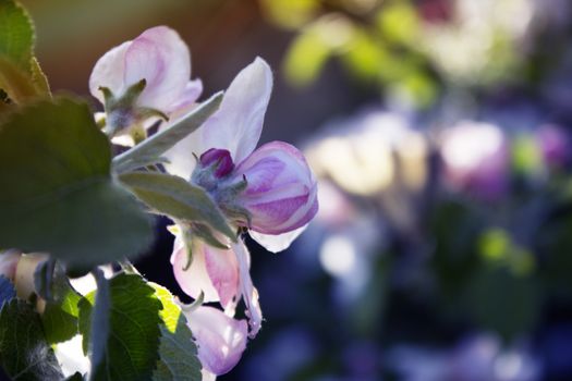 branch with little pink flowers, twig shrub with small pink flowers, flowers in the garden at springtime 