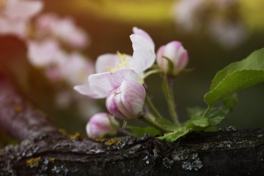 branch with little pink flowers, twig shrub with small pink flowers, flowers in the garden at springtime 