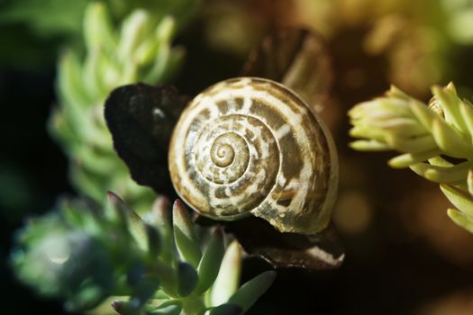 snail on flower. snail shell and violet flowers