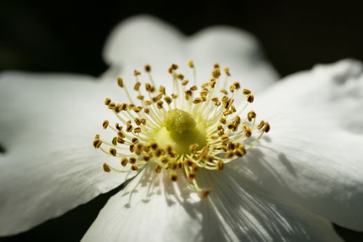 White dog-rose close-up. Flower natural background. Horizontal composition.