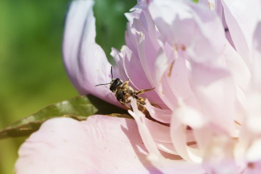 Wasp in the flower of pink peony. wasp on a flower of pink peony 