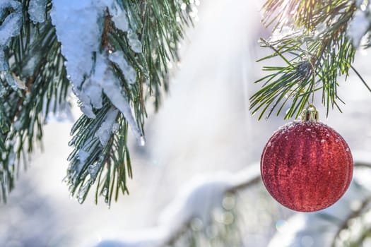 Snow covered pine twigs and red bauble in the intense glare of sunlight