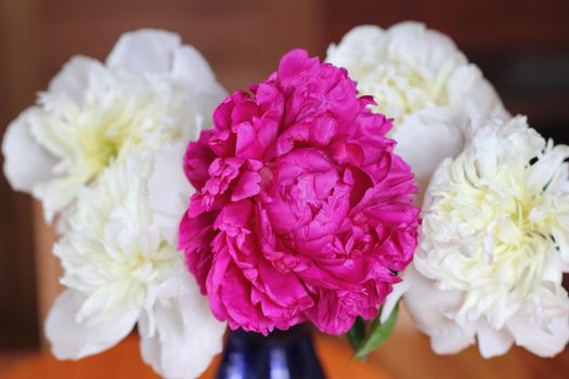 red and white peonies in a vase. Bouquet of flowers