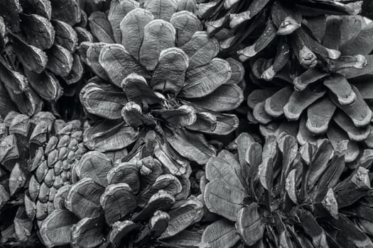 Pine cone background texture detail. Closeup background texture of dried pine cones.