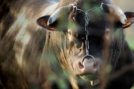 Boeuf in meadows, Bazas, Gironde, France, Europe