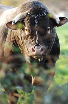 Boeuf In its meadows, Bazas, France, Europe