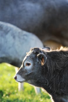 Boeuf In its meadows, Bazas, France, Europe