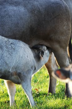 Boeuf In its meadows, Bazas, France, Europe
