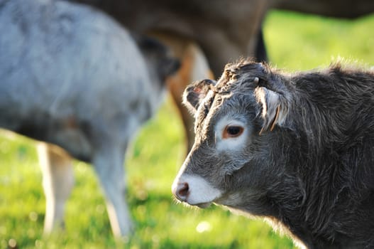 Boeuf In its meadows, Bazas, France, Europe