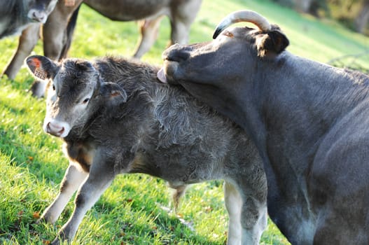 Boeuf In its meadows, Bazas, France, Europe
