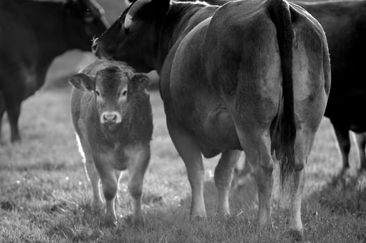 Boeuf In its meadows, Bazas, France, Europe