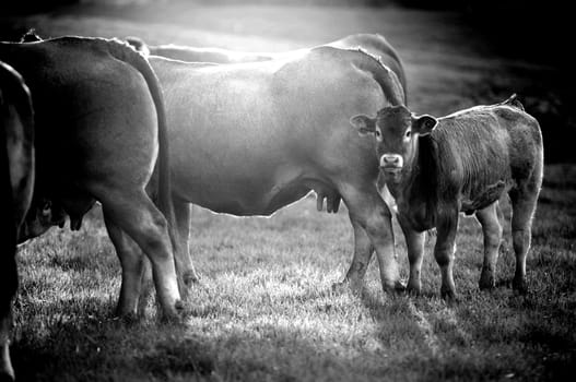 Boeuf In its meadows, Bazas, France, Europe