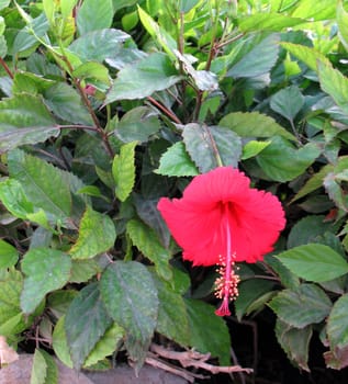 Red Hibiscus flower over green blurred background. Egypt, Hurghada.
