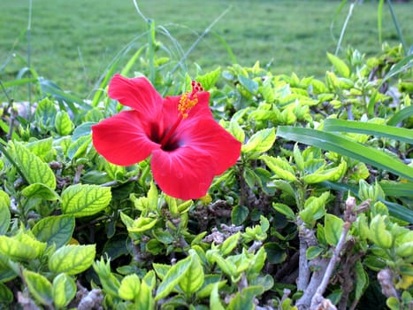 Red Hibiscus flower over green blurred background. Egypt, Hurghada.