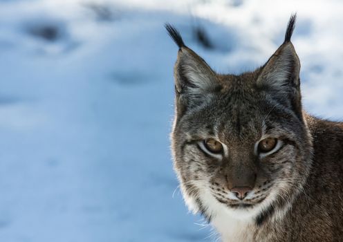 Pictures of a lynx