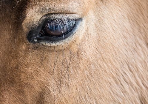 Picture of a horse eye