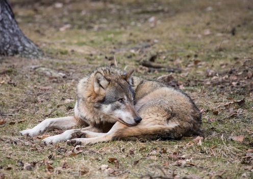 Picture of a wolf
