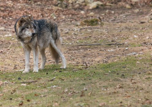 Picture of a wolf