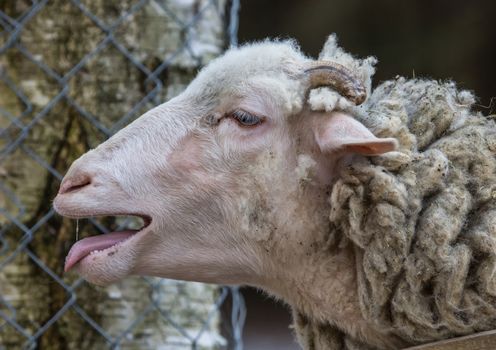 Picture of a goat