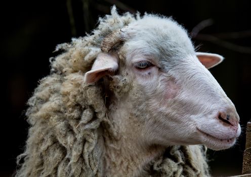 Picture of a goat