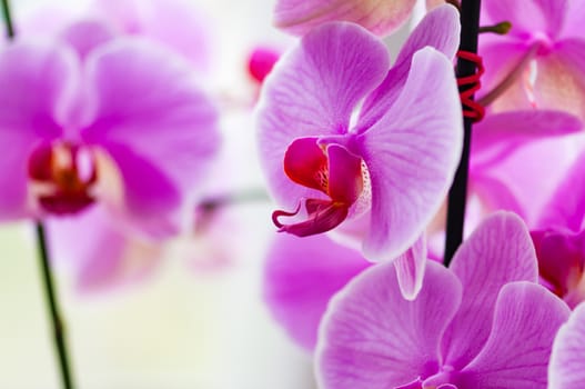 Decorative orchid pink tropical flower phalaenopsis closeup