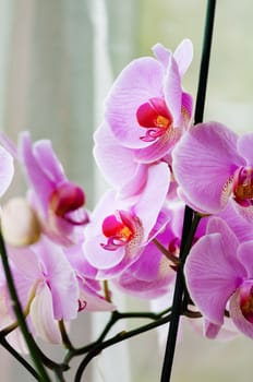 Decorative orchid pink tropical flower phalaenopsis closeup
