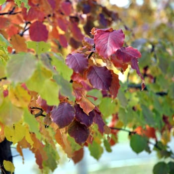 red autumn Apple-tree leaves on a background of yellow and green leaves