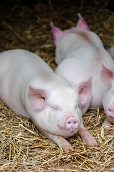 Three pigs swine sleeping resting on the straw in a farm stall