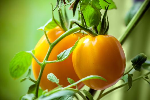 Vegetable garden with plants of yellow tomatoes