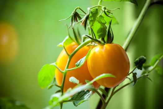 Vegetable garden with plants of yellow tomatoes