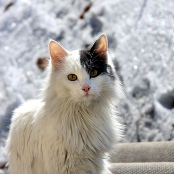 the cat sits and stares at the photographer in the background Unsharp melting spring snow