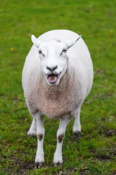 Happy sheep lamb calling her young green grass pasture