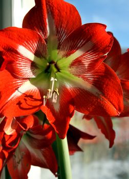 red flower on window background with latin name Amaryllis or Hippeastrum