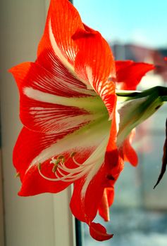 red flower on window background with latin name Amaryllis or Hippeastrum