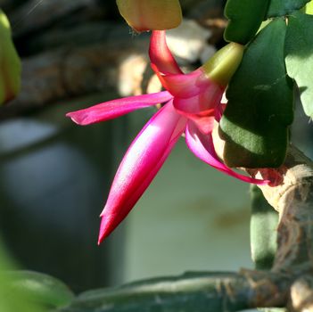 Buds of the Christmas Cactus flower in macro. Selected focus, small depth of field.