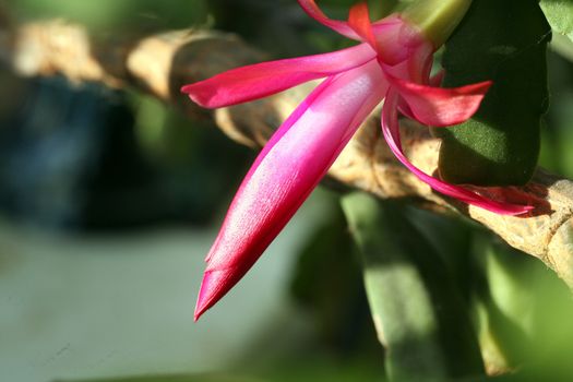 Buds of the Christmas Cactus flower in macro. Selected focus, small depth of field.
