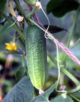 Green cucumber growing on a kitchen garden with a yellow flower.