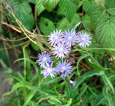 Blue little flowers close up on blured backgroundand of green grass. Selected focuse.