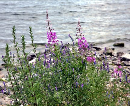 Chamerion angostifolium. Pink flower blossoming in a daytime. Fireweed flower - selective focus. Blurred background. Used in folk medicine.