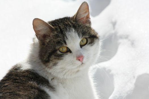 the cat sits and stares at the photographer in the background Unsharp winter snow