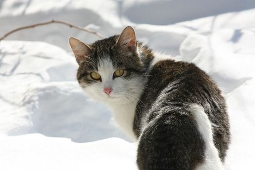 the cat sits and stares at the photographer in the background Unsharp winter snow