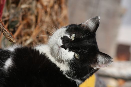 Black Serious cat with yellow eyes looking at photographer