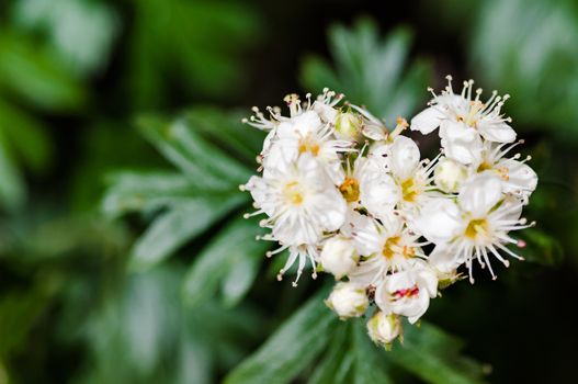 Real white flower in bloom with a heart shape