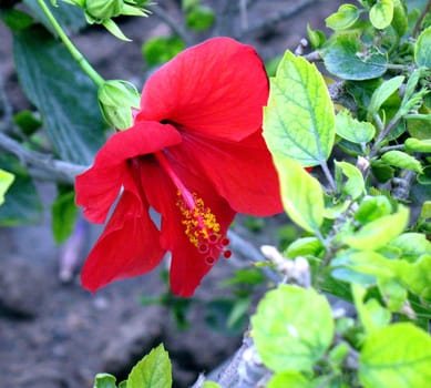 Red Hibiscus flower over green blurred background. Egypt, Hurghada.